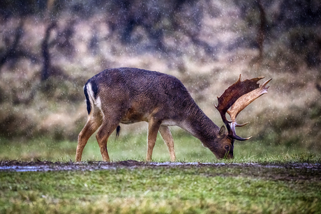 awd in de regen