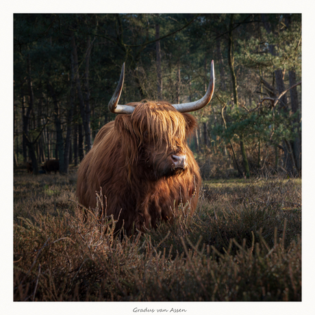 Schotse Hooglander