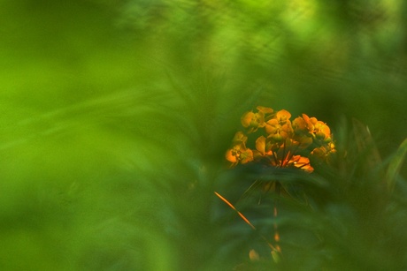 Euphorbia griffithii 