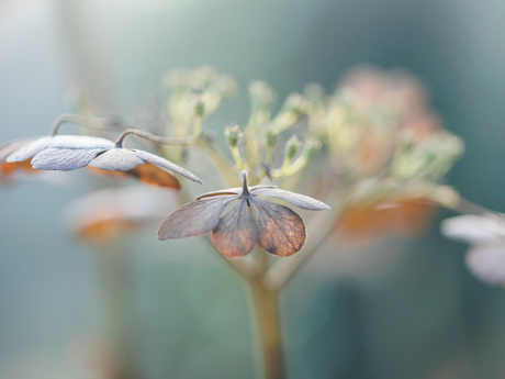 Hortensia in de winter