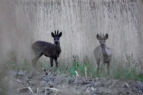 Wie zit er in het riet?