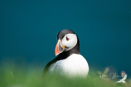 Puffin at the cliff