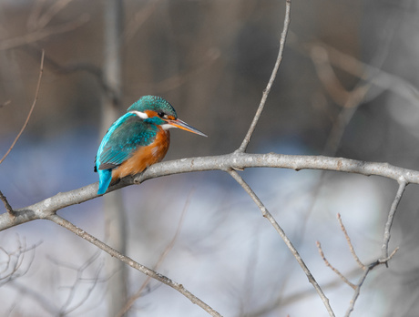 IJsvogel 