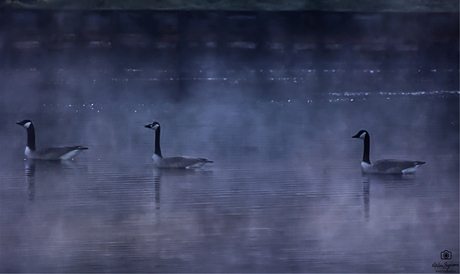 Drifting Through Mist