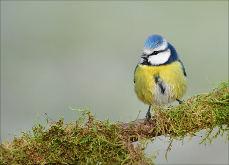 Blauw petje op