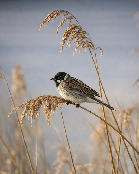 Rietgors op het riet.