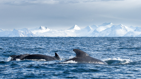 Winters Lofoten en Vesterålen