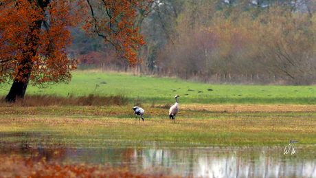 Een paartje Kraanvogels op de Zunaseheide.