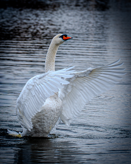 Conducting swan ... 