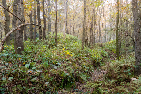 Diep in het bos