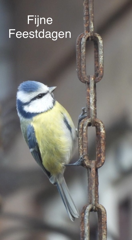 Fijne feestdagen 