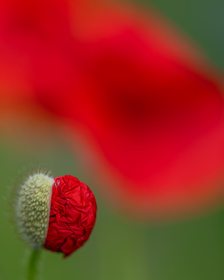 Ontluikende bloemblaadjes papaver
