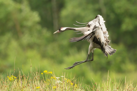 Landing ...