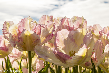 Parkiettulpen