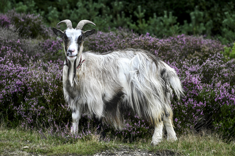 Landgeit Op De Heide