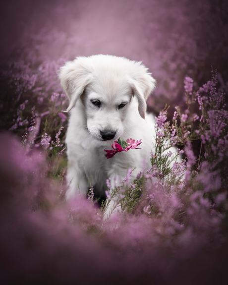 Puppy golden retriever in heide