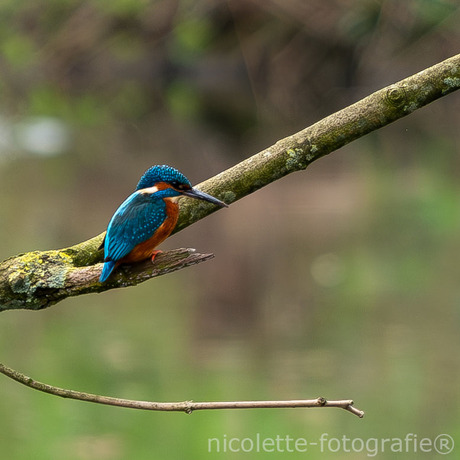 IJsvogel