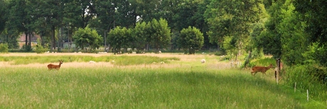Chevreuils et moutons.