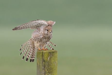 stretch wings