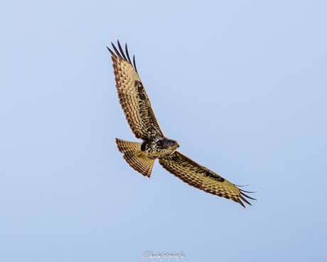 Buizerd draaide mooi rondjes