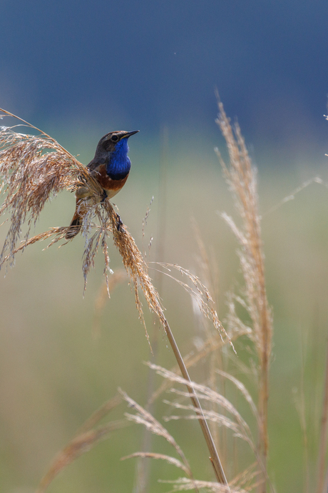 Blauwborts