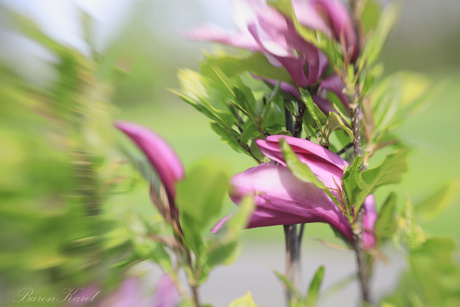 Magnolia
