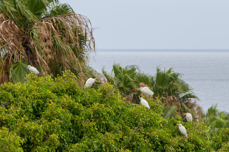 Loslopende koereigers 3