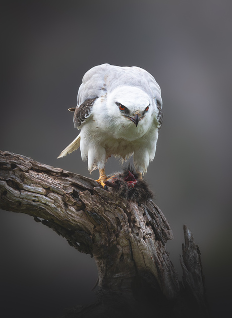 Australische Grijze Wouw