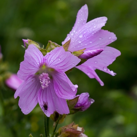 Alpenbloem