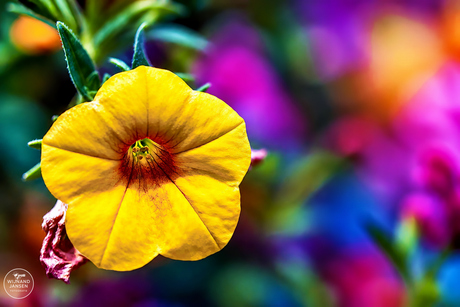 Saturday in Bloom