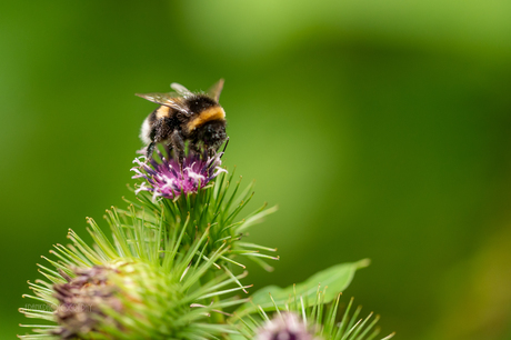 een hommel