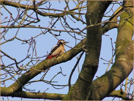 Grote bonte specht …