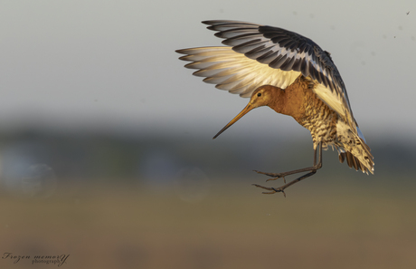 Grutto zet de landing in