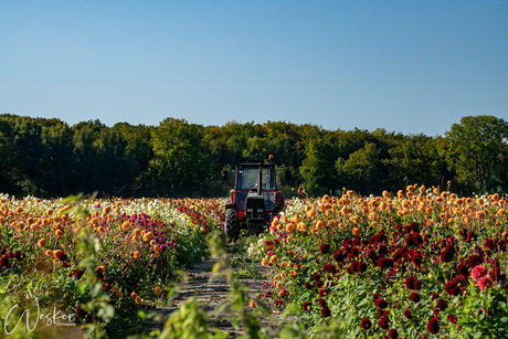 Tractor in het land