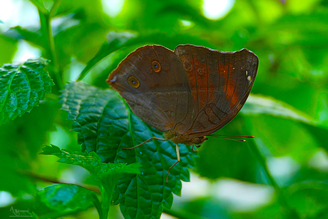 Doleschallia bisaltide