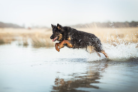 Chesky pes rennend door het water