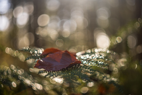 Bokeh!