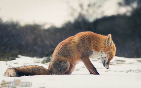 snowy fox