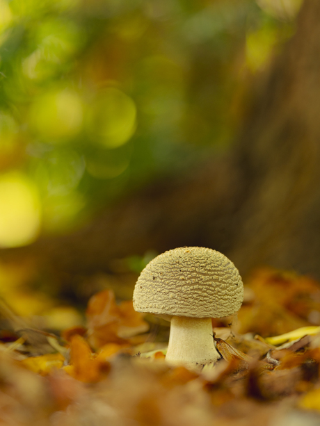 Witte paddenstoel in herfstkleuren