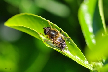 In de groene kano...hou je vast!