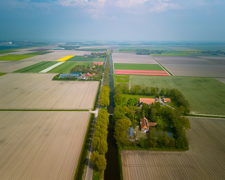 Laatste tulpen Noordoostpolder