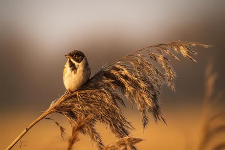 Rietgors in het ochtend zonnetje. 