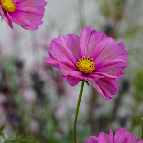 Cosmos bipinnatus "Xsenia"