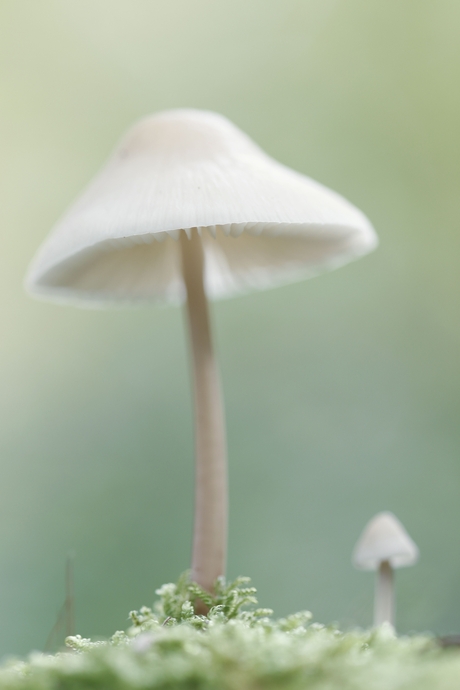 Paddenstoelen 