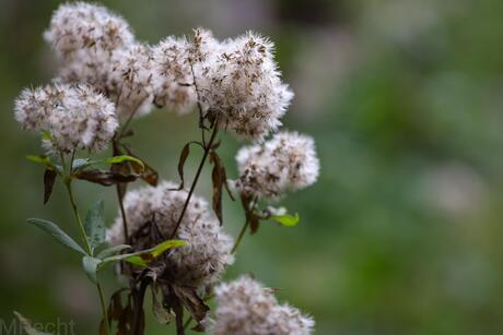 Herfst 