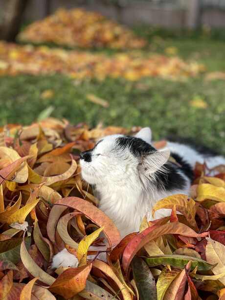Fluffy