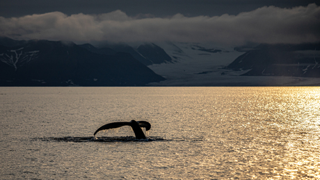 Spitsbergen 2021