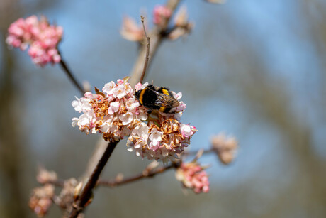 lente tijd 