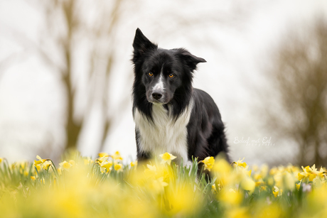 Zuko tussen de Narcissen