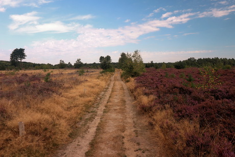 Heide in volle sfeer.